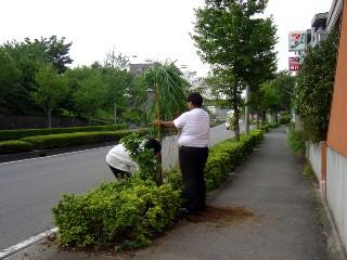 街路樹のある街並み
