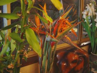 生花
