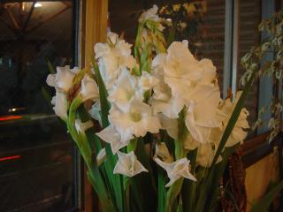 生花