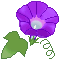 朝顔