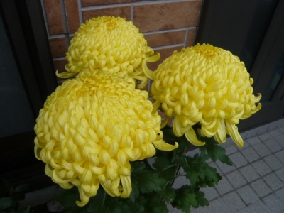 菊の花