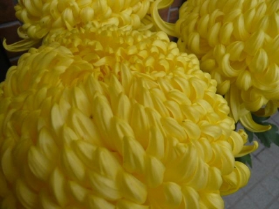 菊の花