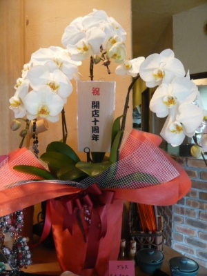 胡蝶蘭