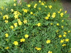 公園の花