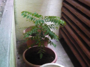 カレーリーフ