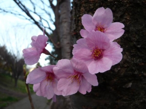 桜