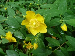 公園の花