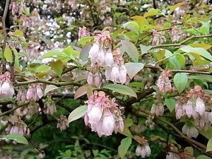 お花