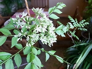 ���졼�꡼��