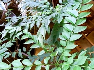 ���졼�꡼��