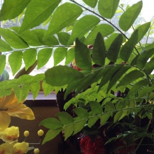 ���졼�꡼��