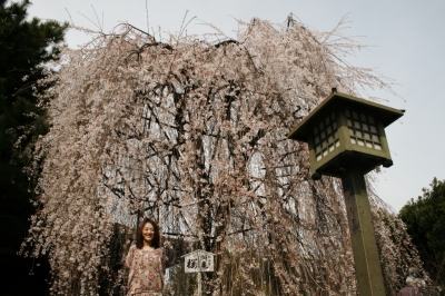 お花見