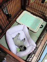 小屋で眠るあんこ