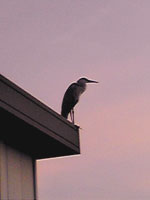 毎朝ほぼ同じ場所に居る鳥