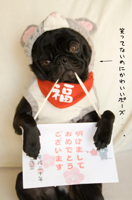 ねずみ見えてないし