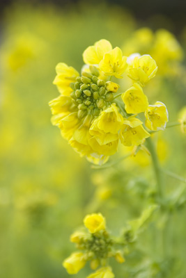 菜の花♪