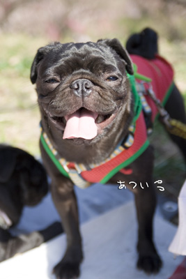 ハイパーすいか