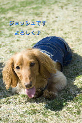 ミニチュアダックスの男のこでーす