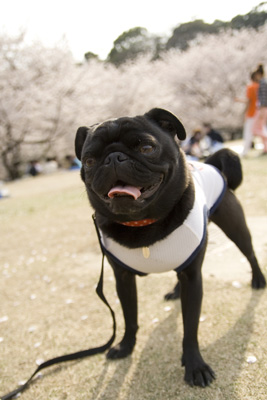 大池公園の桜です〜♪