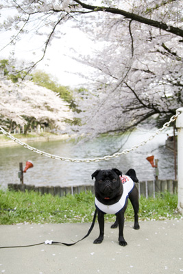 きれいだね〜