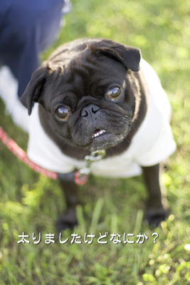なっちゃん
