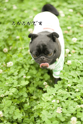 もさもさに茂ってた