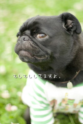 蚊もいます