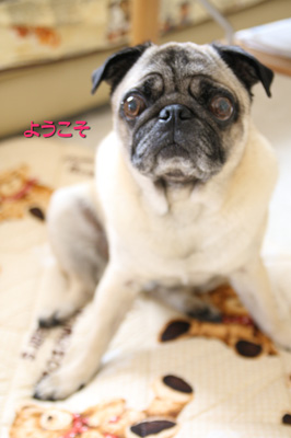 ようこそ