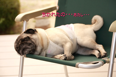 外で涼むポン姫