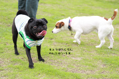 今日はわんこがいっぱい