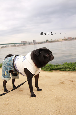 新舞子