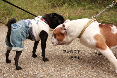 のぶおくんです。こんにちは