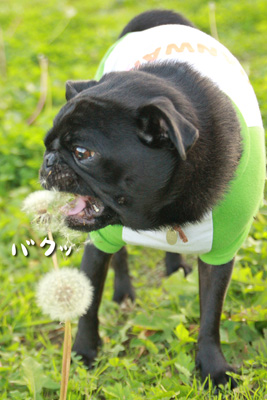 食べてますっ