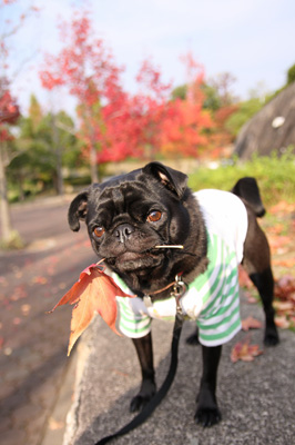 紅葉ですよ。
