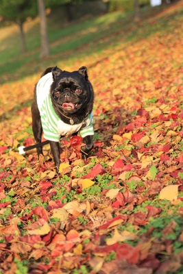 すごい紅葉のじゅうたん!