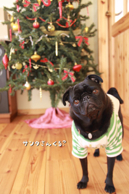 やっとツリーを出しました