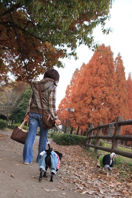 紅葉がきれい〜