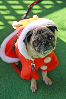 クリスマスポンちゃん