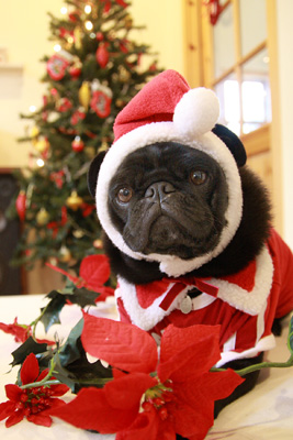素敵なクリスマスをお迎えくださいね^^