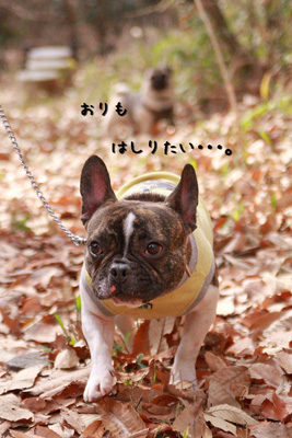 ちょいと寂しそうな風太くん