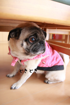 逃げるぽんちゃん