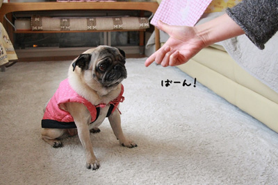 撃たれるポンチャン