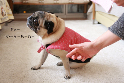 ぽんちゃん、いい顔してます!