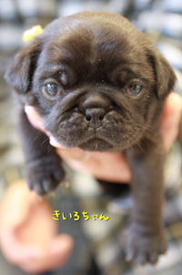 きいろちゃん