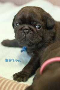 あおちゃん
