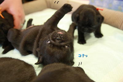 ひっくりかえる