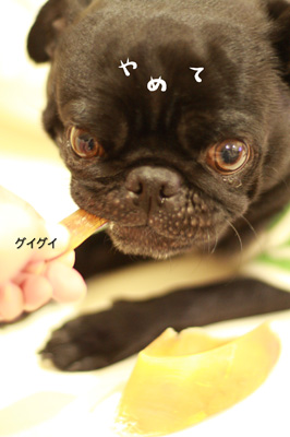 ちょっとはひづめ食べてよ!