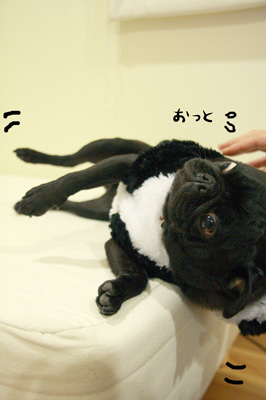ごろん。