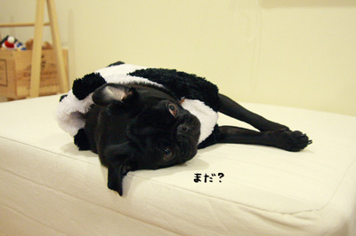 死んだふり。