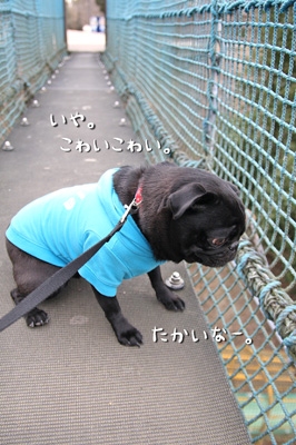 揺れるのよん
